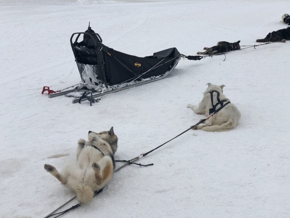 chien-traineau-tignes-le-lac