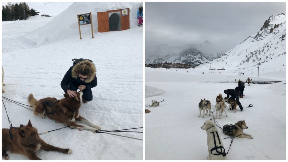 chien-traineau-tignes-le-lac