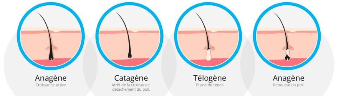 cycle-pilaire